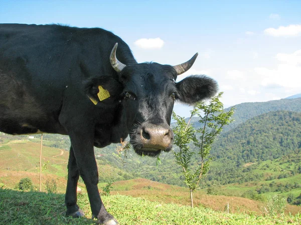 Les vaches paissent dans les montagnes de Géorgie — Photo