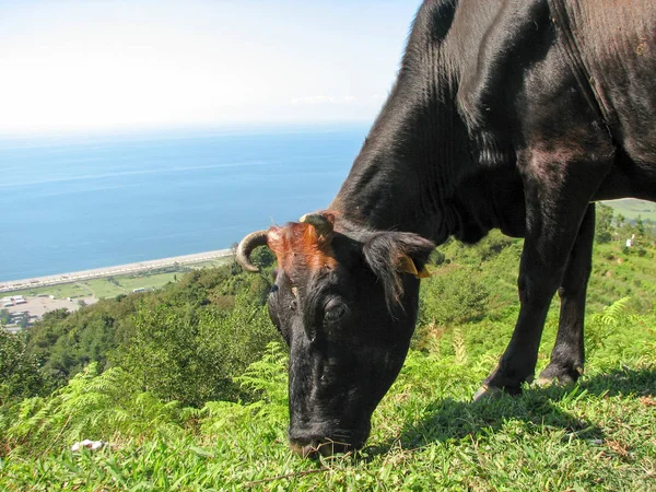 Les vaches paissent dans les montagnes de Géorgie — Photo