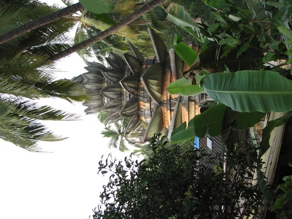 Das Dach des hinduistischen Tempels im Dschungel — Stockfoto