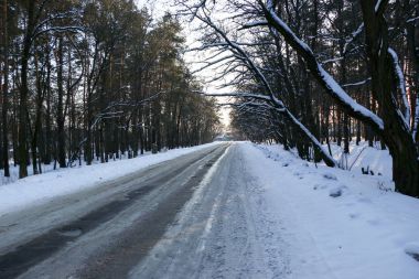 Kış road, çam ağaçları ile orman