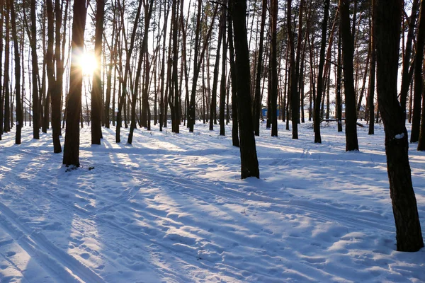 Paisaje invernal con un bosque de coníferas — Foto de Stock