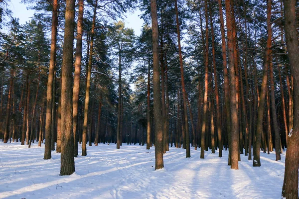 Paisaje invernal con un bosque de coníferas — Foto de Stock