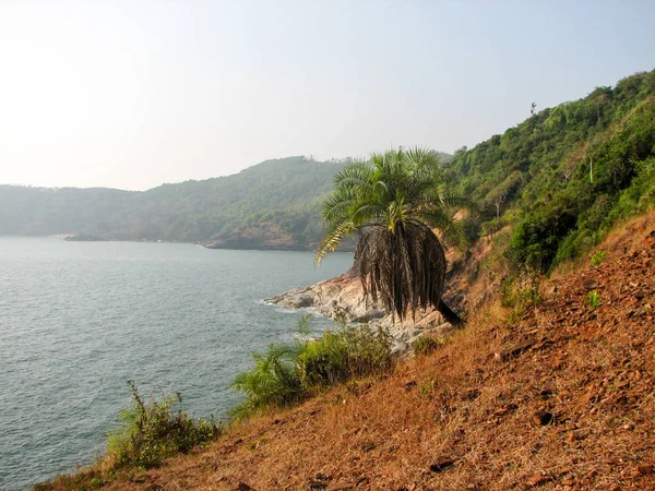 Costa del Océano con piedras y cocoteros . — Foto de Stock