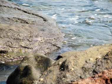 Taşlar ve Hindistan cevizi palmiye ağaçları ile okyanus Sahili.