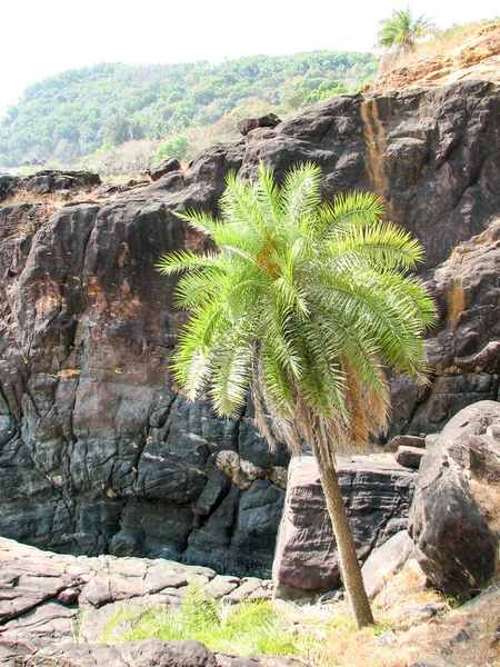 石とヤシの木と海の海岸. — ストック写真