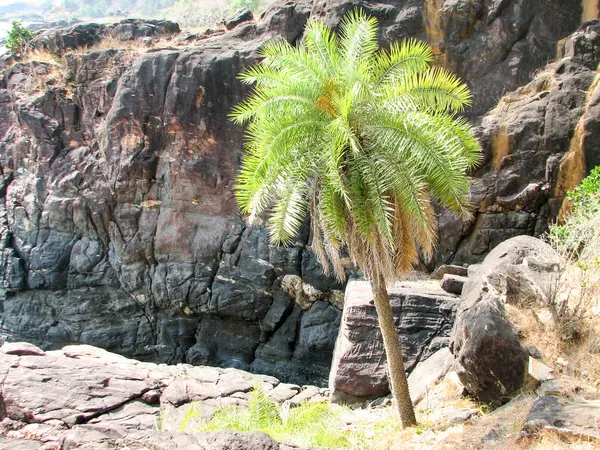 Taşlar ve Hindistan cevizi palmiye ağaçları ile okyanus Sahili. — Stok fotoğraf