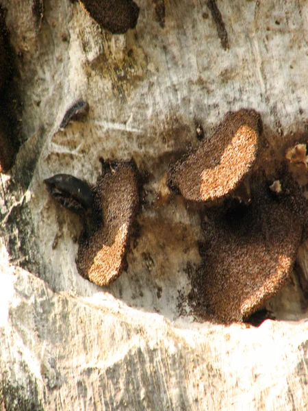Nid en nid d'abeilles sur les rochers , — Photo