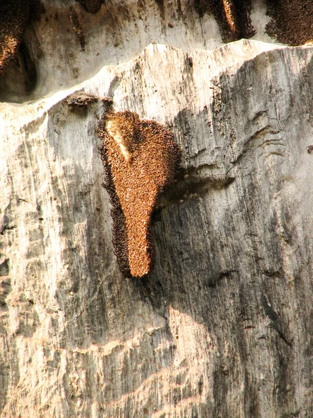 Nido de panal en las rocas , —  Fotos de Stock