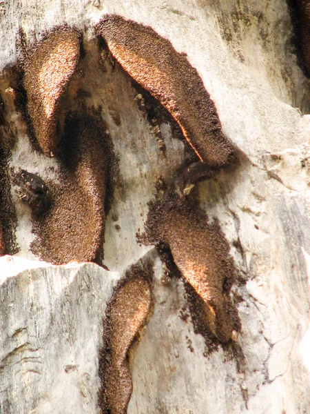 Nid en nid d'abeilles sur les rochers , — Photo