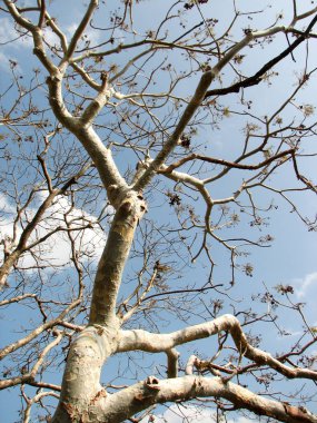 Ağaçlar yaprak şubesi ile olmadan