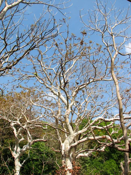 Árvores sem folha com ramo — Fotografia de Stock