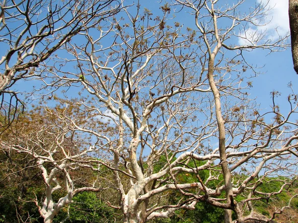 Деревья без листьев с веткой — стоковое фото