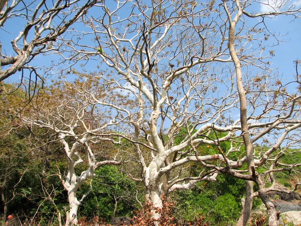 Árboles sin hoja con rama —  Fotos de Stock