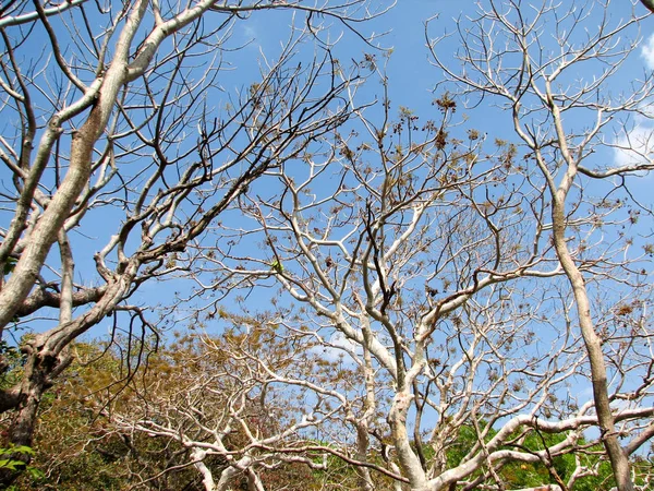 Drzewa bez liści z oddziału — Zdjęcie stockowe