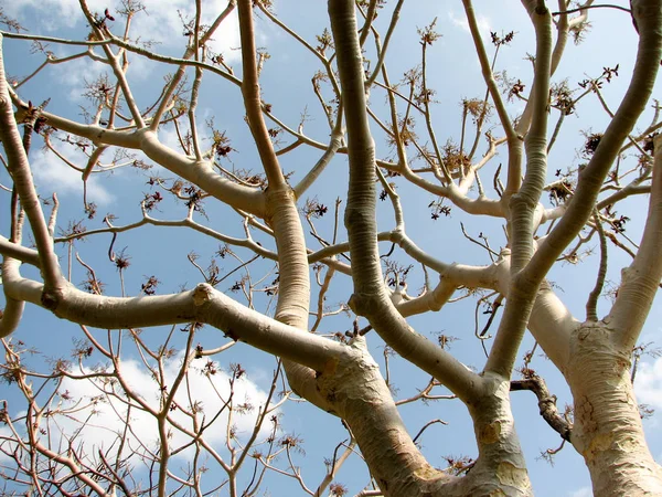 Bäume ohne Blatt mit Ästen — Stockfoto