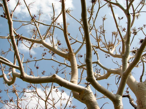 Bäume ohne Blatt mit Ästen — Stockfoto