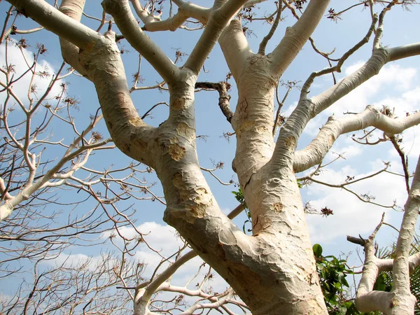 Alberi senza foglia con ramo — Foto Stock