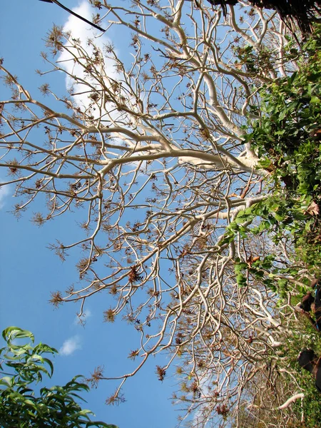 Bäume ohne Blatt mit Ästen — Stockfoto