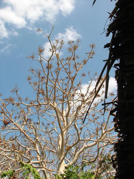 Drzewa bez liści z oddziału — Zdjęcie stockowe