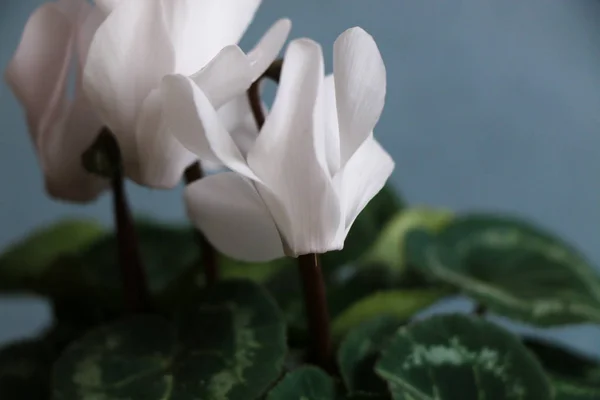Siklamen beyaz çiçekli — Stok fotoğraf