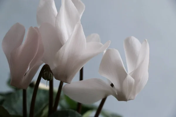 Siklamen beyaz çiçekli — Stok fotoğraf