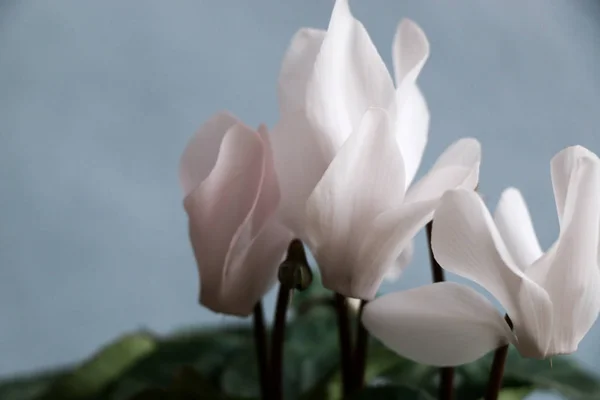 Цикламен з білими квітами — стокове фото