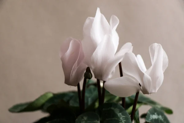 Цикламены с белыми цветами — стоковое фото