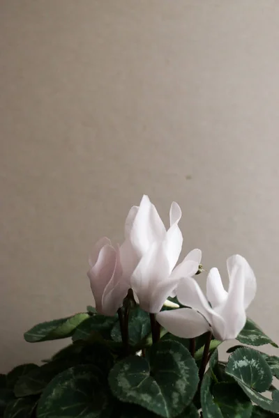 Цикламен з білими квітами — стокове фото