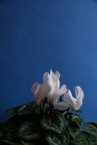 Cyclamen aux fleurs blanches — Photo