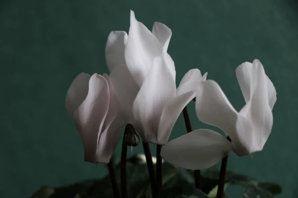 Цикламены с белыми цветами — стоковое фото