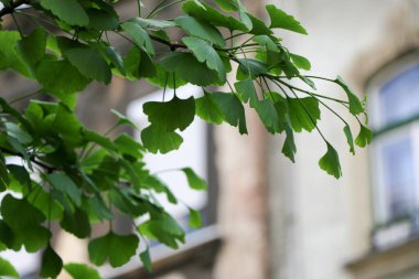 Ginkgo biloba yaprağı