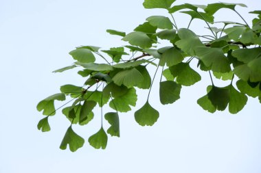 Ginkgo biloba yaprağı