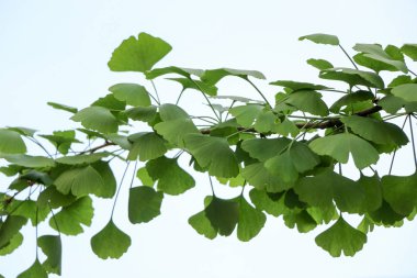 Ginkgo biloba yaprağı