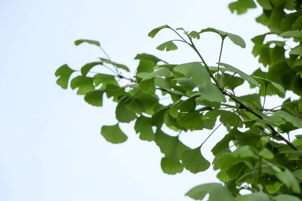 Ginkgo biloba yaprağı — Stok fotoğraf