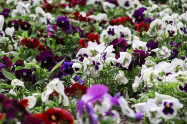 Homo çiçekler canlı bahar renkleri karşı