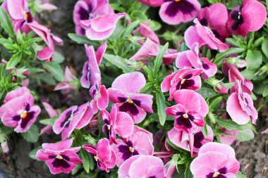 Homo çiçekler canlı bahar renkleri karşı