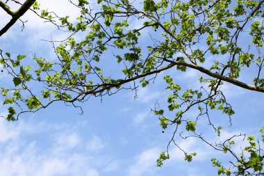 Platanus orientalis. Çınar. Ağacın meyvesi yamalı.