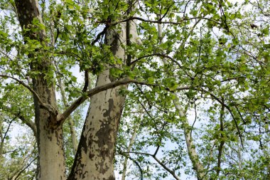 Platanus orientalis. Çınar. Ağacın meyvesi yamalı.