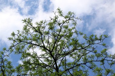 Platanus orientalis. Çınar. Ağacın meyvesi yamalı.