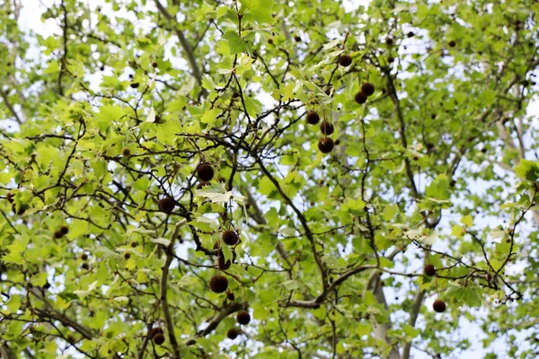 スズカケノキ。プラタナス。木の果実にパッチを適用します。. — ストック写真