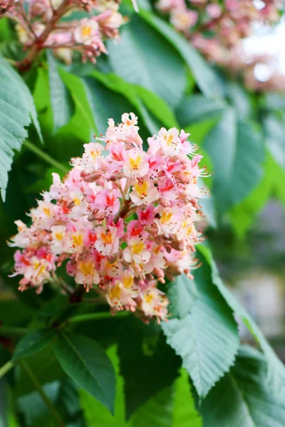 Roze bloem van een kastanje close-up horizontaal. Macro. — Stockfoto