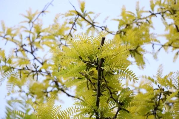 아카시아 나무의 가지 — 스톡 사진
