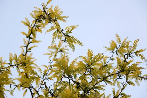 Akasya ağacının dalları — Stok fotoğraf