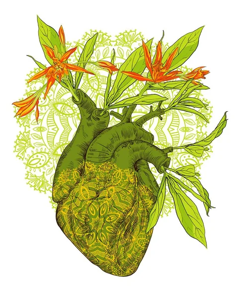 Dibujo vectorial Corazón anatómico humano con flores — Archivo Imágenes Vectoriales