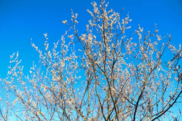 杏花盛开于蓝天 春花背景 在蓝天的背景上放杏花 美丽的自然景观与盛开的树 阳光灿烂的日子 — 图库照片