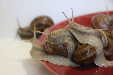 Üzüm salyangozları, akhatina, kırmızı tabakta, ham yemek, turşuluk ve lezzetli bir Burgundy salyangozu, midye, Fransız mutfağı.