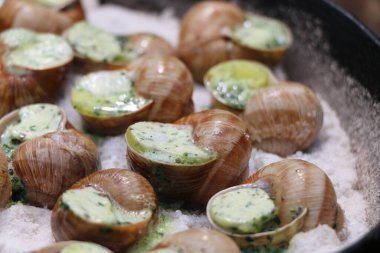 Üzüm salyangozları, akhatina, kırmızı bir tabakta, ham yiyecek, turşuluk ve lezzetli bir Burgundy salyangozu, midye, Fransız mutfağı olarak. Salyangozlar, ormanda açık bir ateşin üzerinde tuzla birlikte tavada kızartılır. görüntüyü kapat