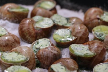 Üzüm salyangozları, akhatina, kırmızı bir tabakta, ham yiyecek, turşuluk ve lezzetli bir Burgundy salyangozu, midye, Fransız mutfağı olarak. Salyangozlar, ormanda açık bir ateşin üzerinde tuzla birlikte tavada kızartılır. görüntüyü kapat