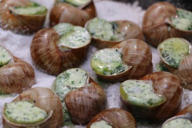 Üzüm salyangozları, akhatina, kırmızı bir tabakta, ham yiyecek, turşuluk ve lezzetli bir Burgundy salyangozu, midye, Fransız mutfağı olarak. Salyangozlar, ormanda açık bir ateşin üzerinde tuzla birlikte tavada kızartılır. görüntüyü kapat