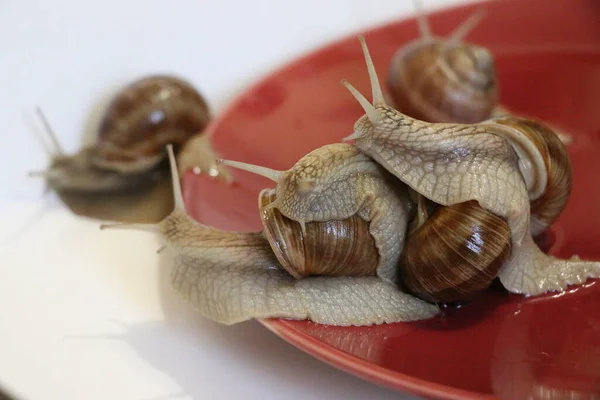 Los Caracoles Uva Akhatina Sobre Plato Rojo Como Comida Cruda — Foto de Stock